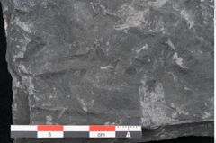 Foto (Detailansicht) von Noeggerathia palmaeformis Goeppert (NHMW-GEO-2024-0188-10745)